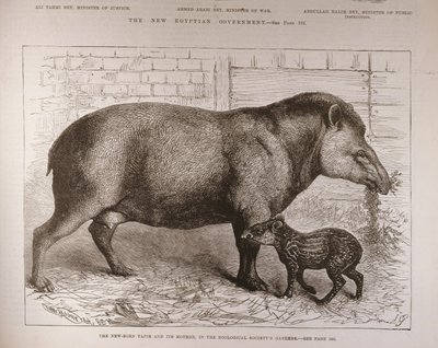 The Newborn Tapir and Its Mother, in the Zoological Society